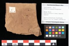 Foto (Objekt + Etikett) von Peridermium palaeopini Ettingshausen (NHMW-GEO-2024-0188-0001)